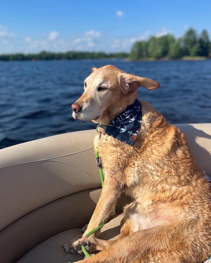 Lily the waterfowl retriever