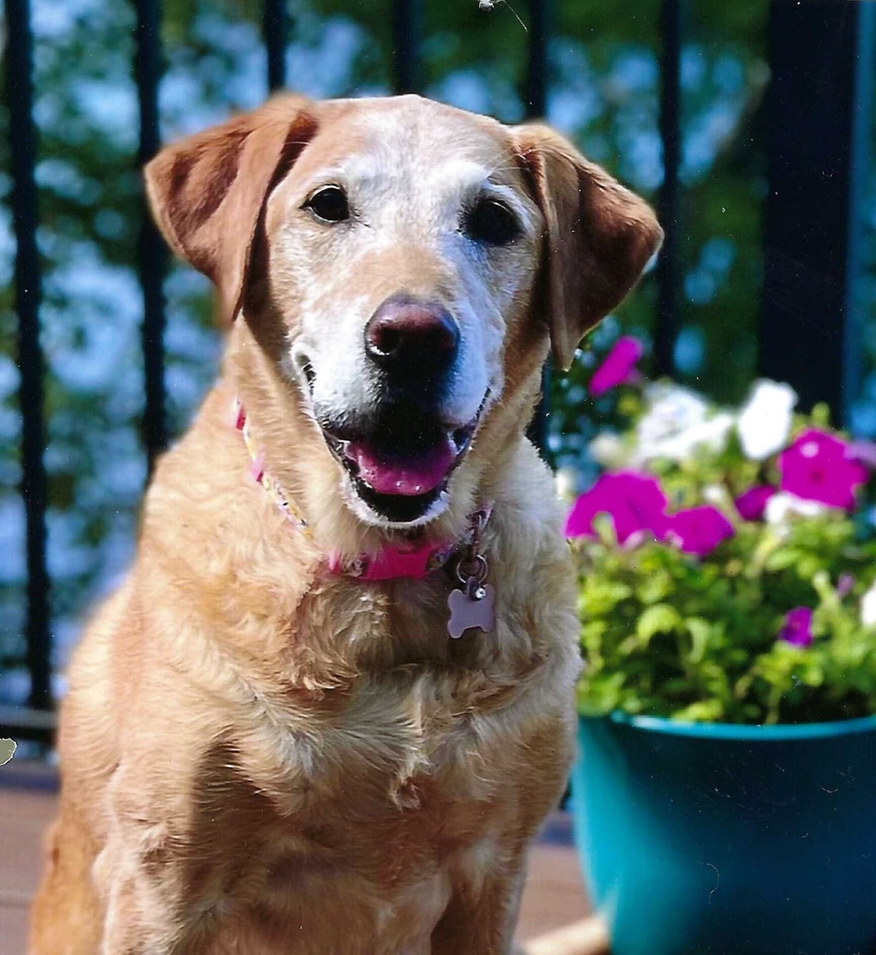 Lily the Yellow Lab
